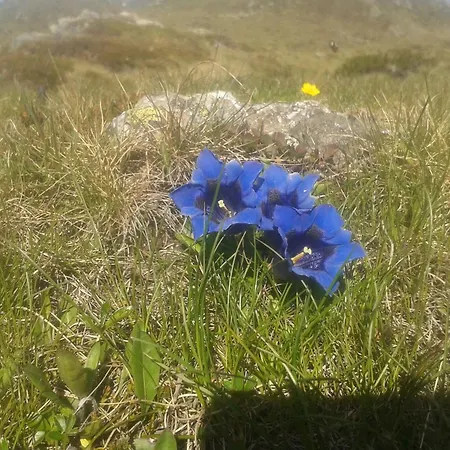 Fernerkogel גריס אים סלריין