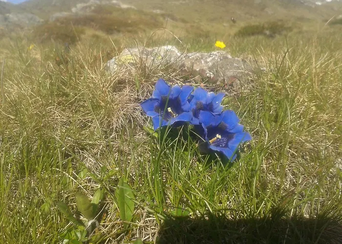 فيرنيركوغيل غريس ام سيلراين