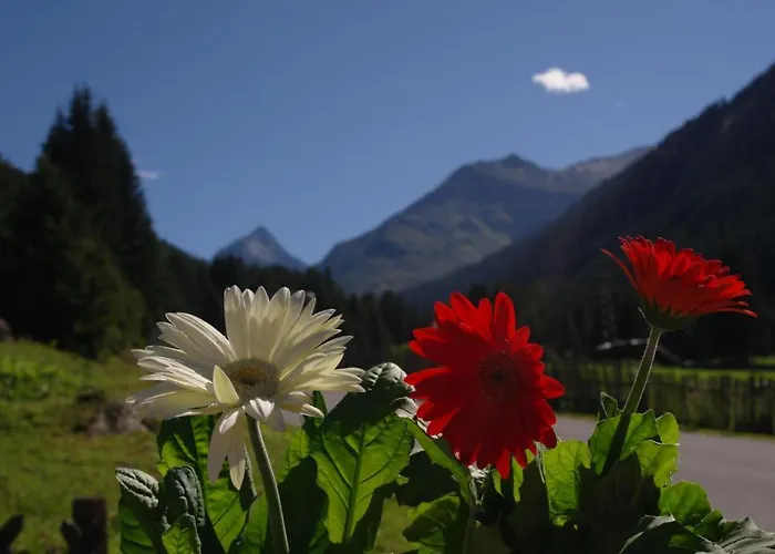 فيرنيركوغيل * غريس ام سيلراين